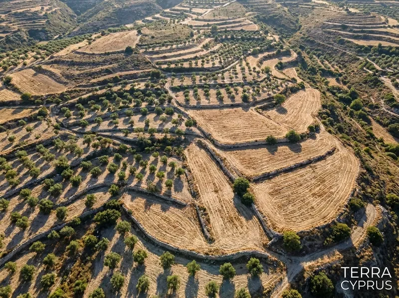 שדות מדורגים ומטעי זית בקפריסין
